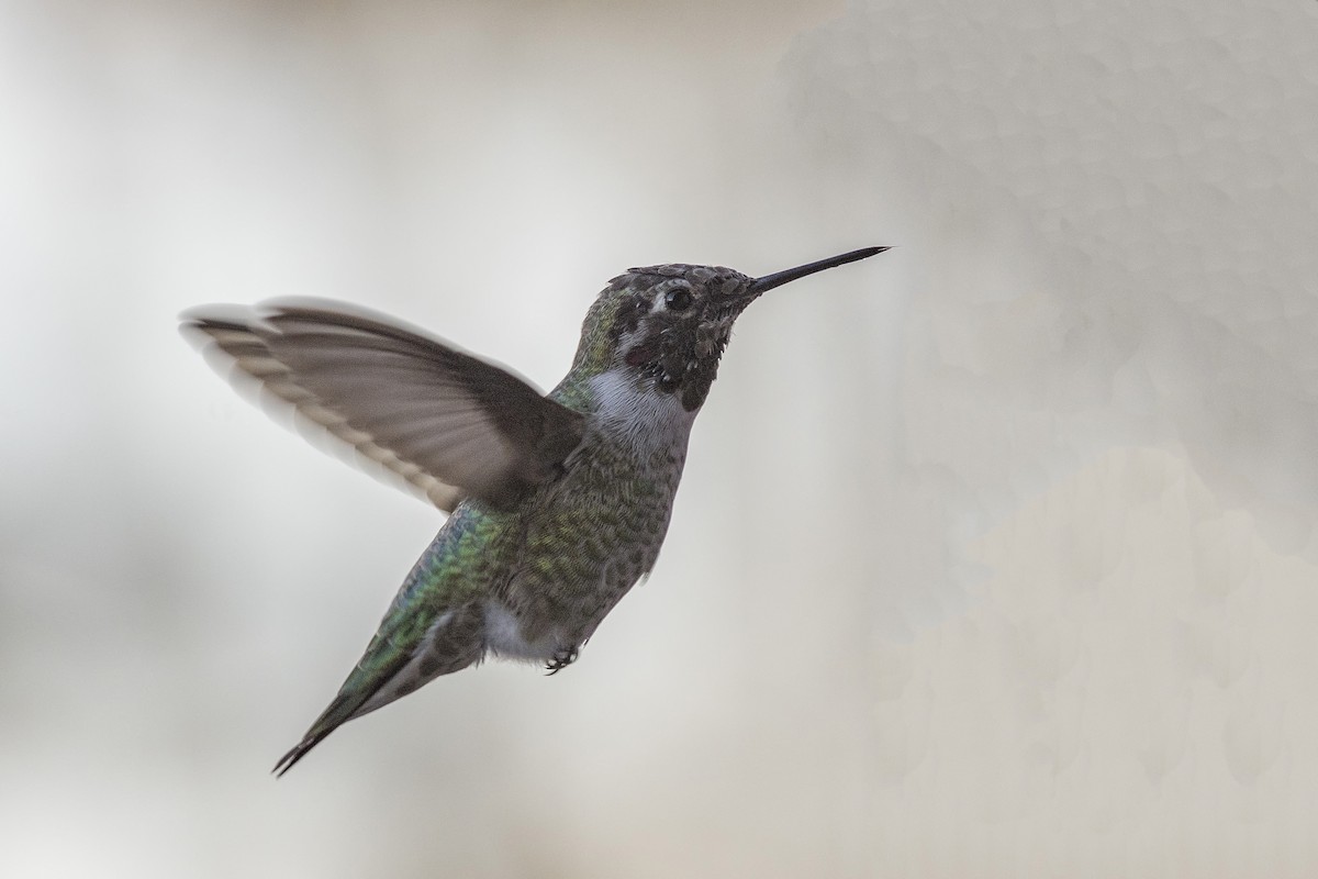 Anna's Hummingbird - Rodolfo Quinio