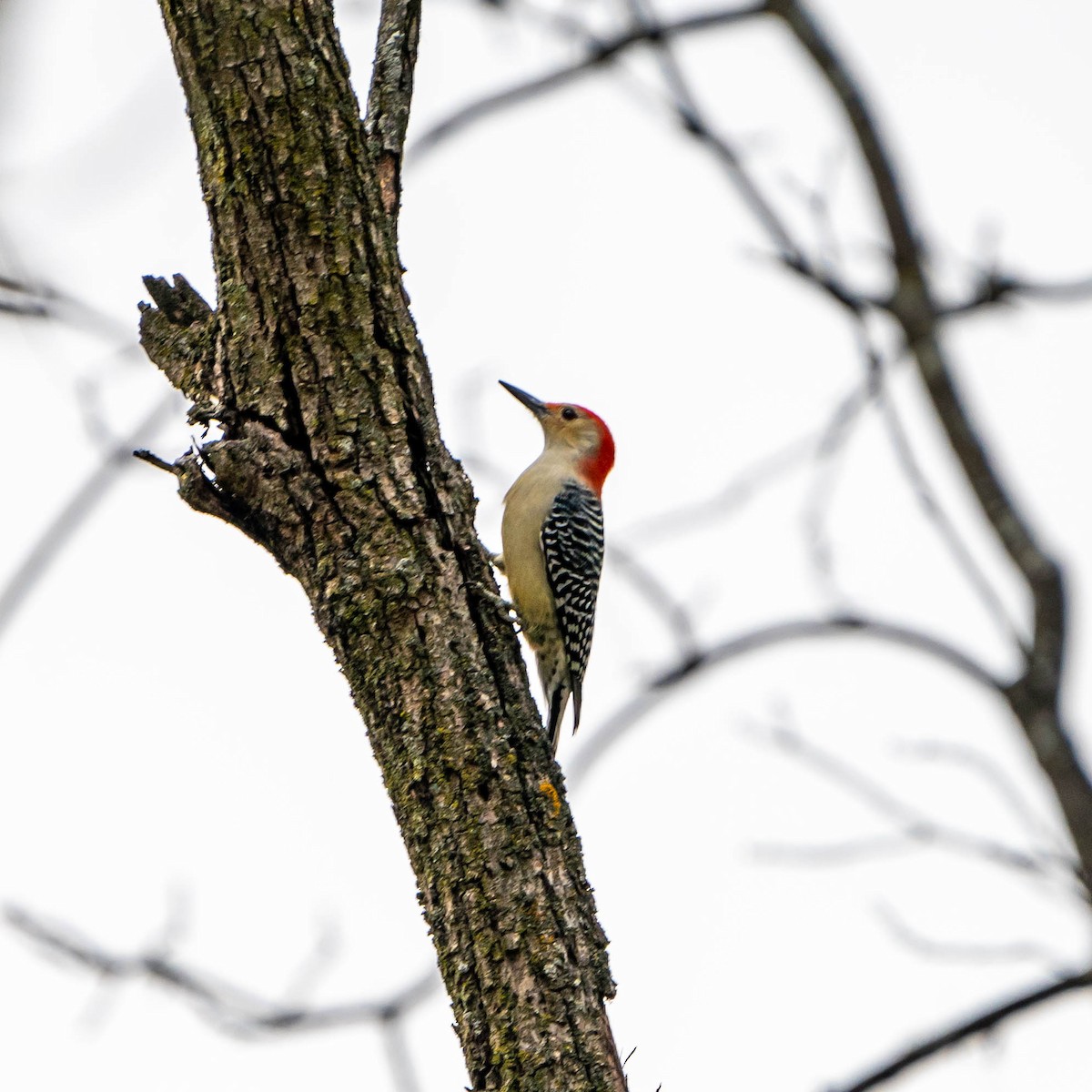 Red-bellied Woodpecker - ML499379851