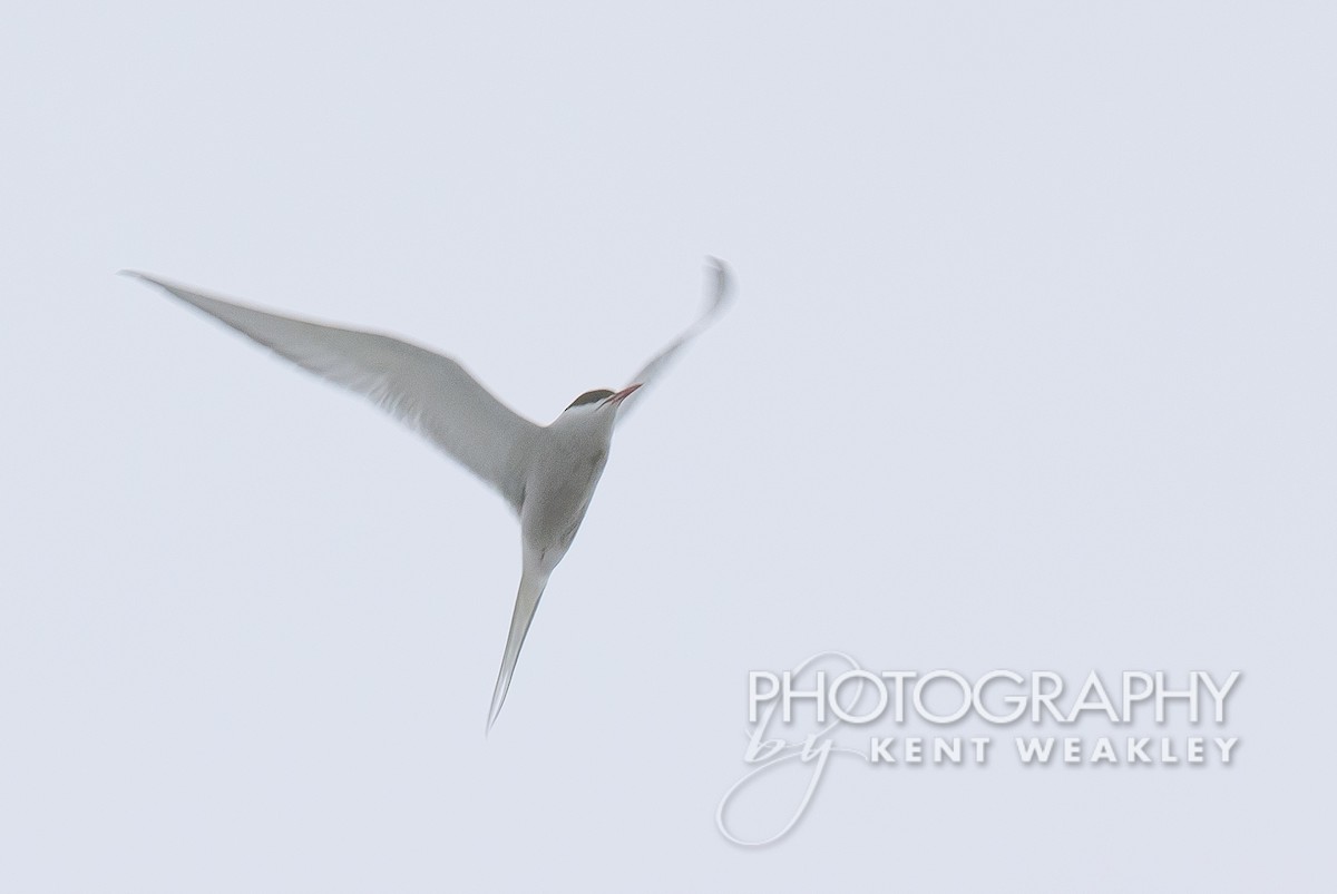 Arctic Tern - Kent Weakley