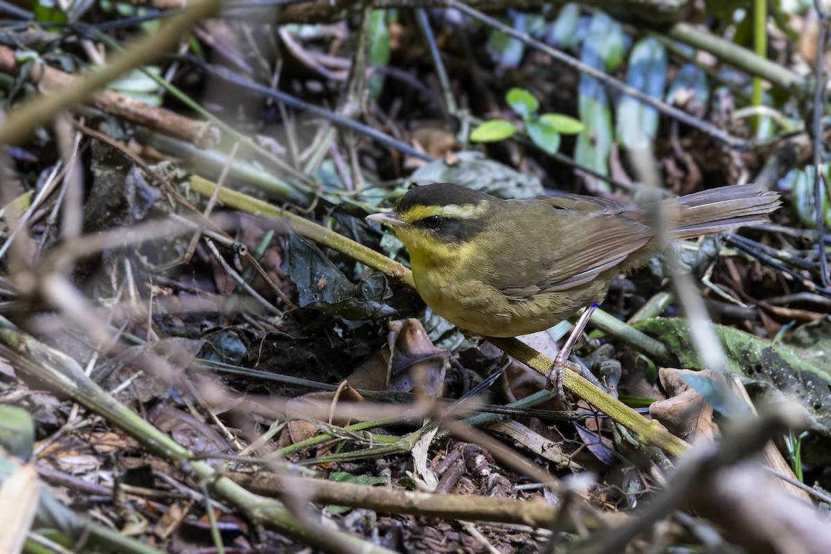 Yellow-browed Oxylabes - ML499381091
