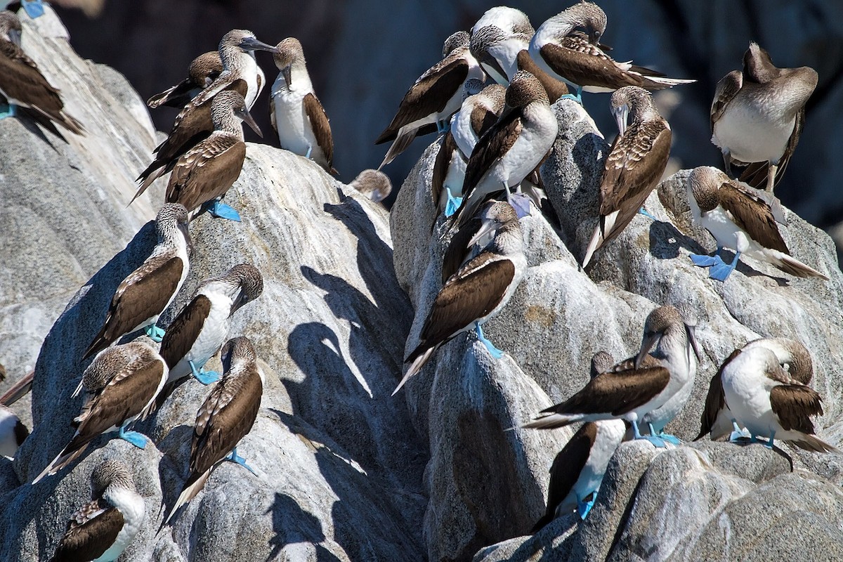 Blue-footed Booby - Lois Manowitz