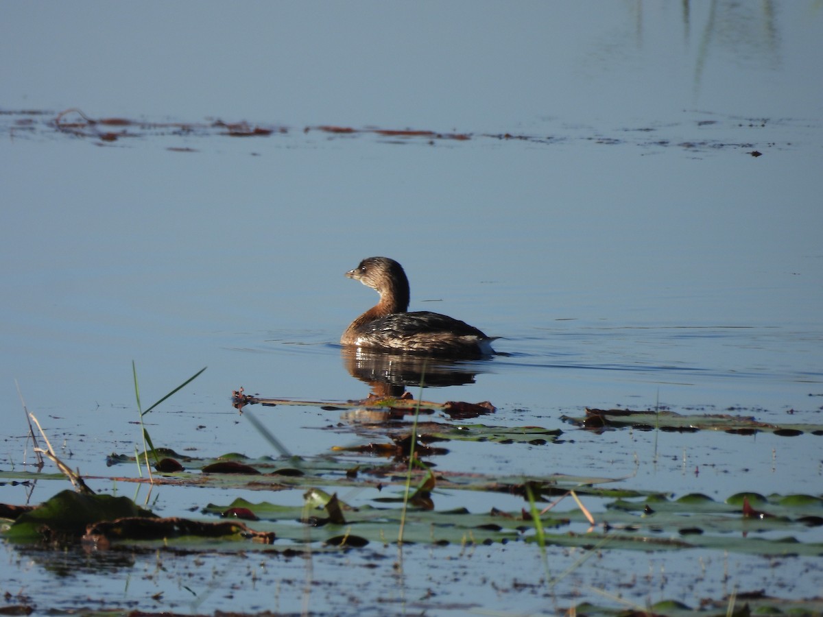 eBird Checklist - 31 Oct 2022 - Conner Preserve - 30 species