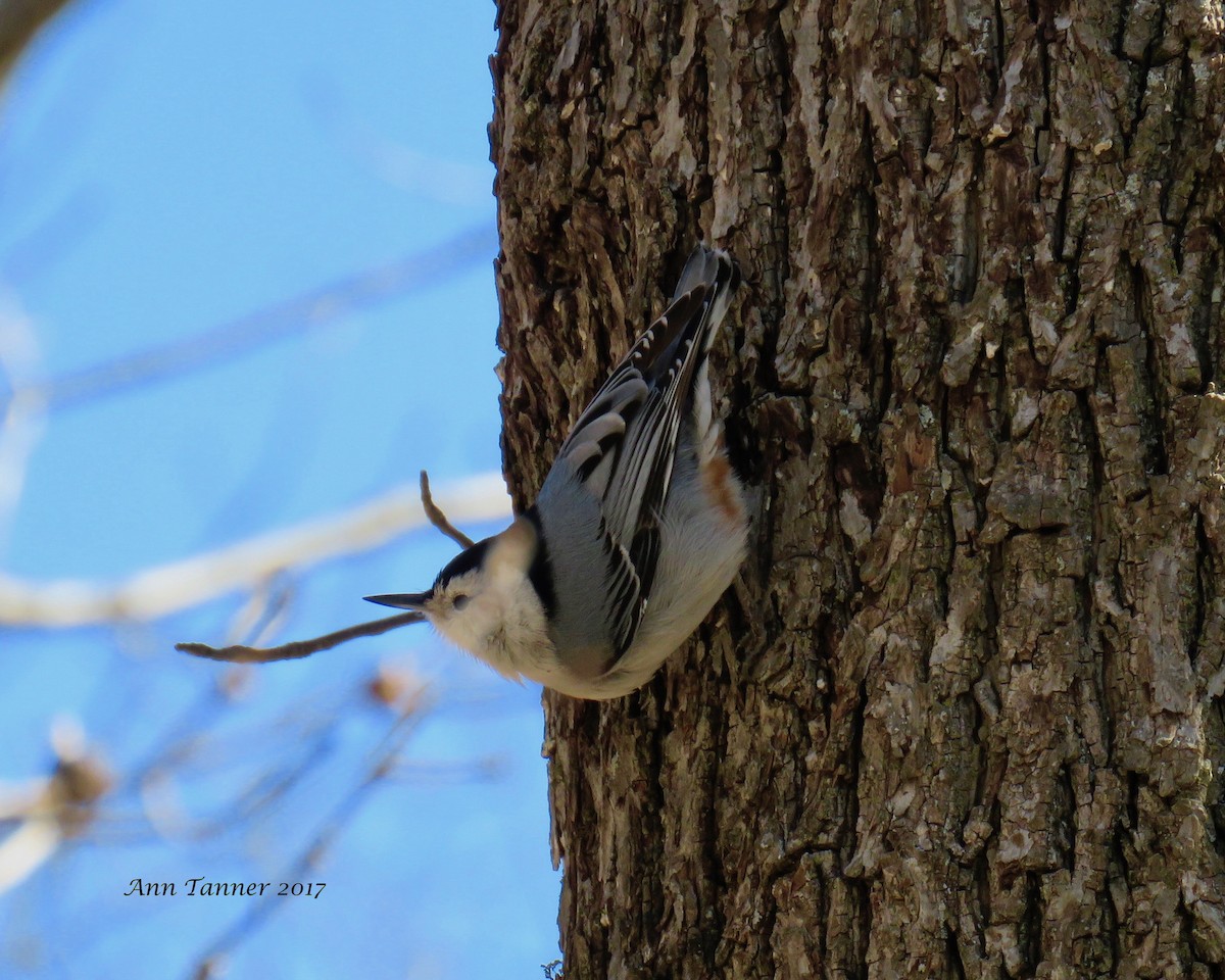 White-breasted Nuthatch - ML49938221