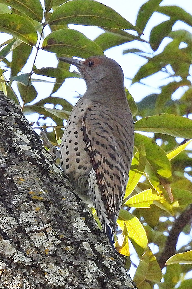 Northern Flicker (Red-shafted) - ML499382331
