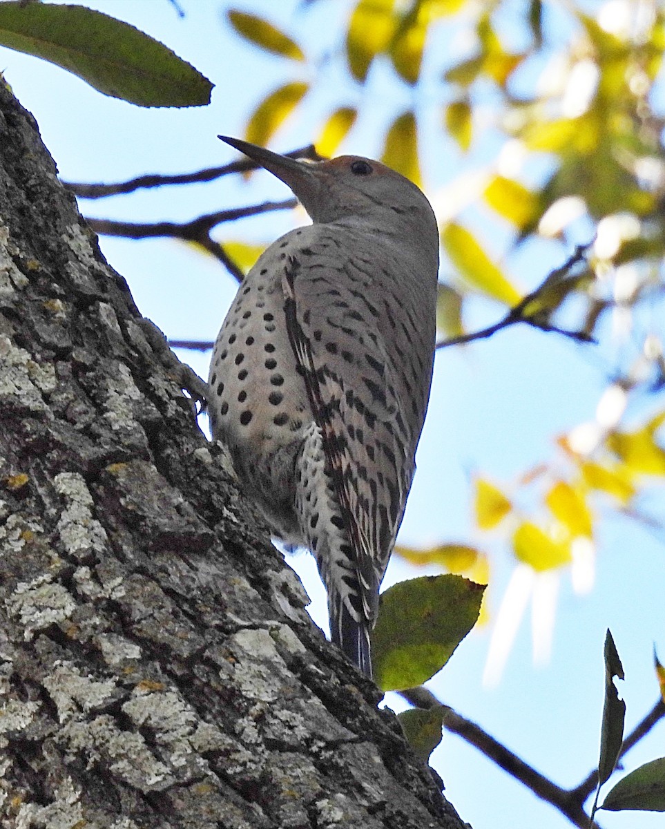 Northern Flicker (Red-shafted) - Missy McAllister Kerr