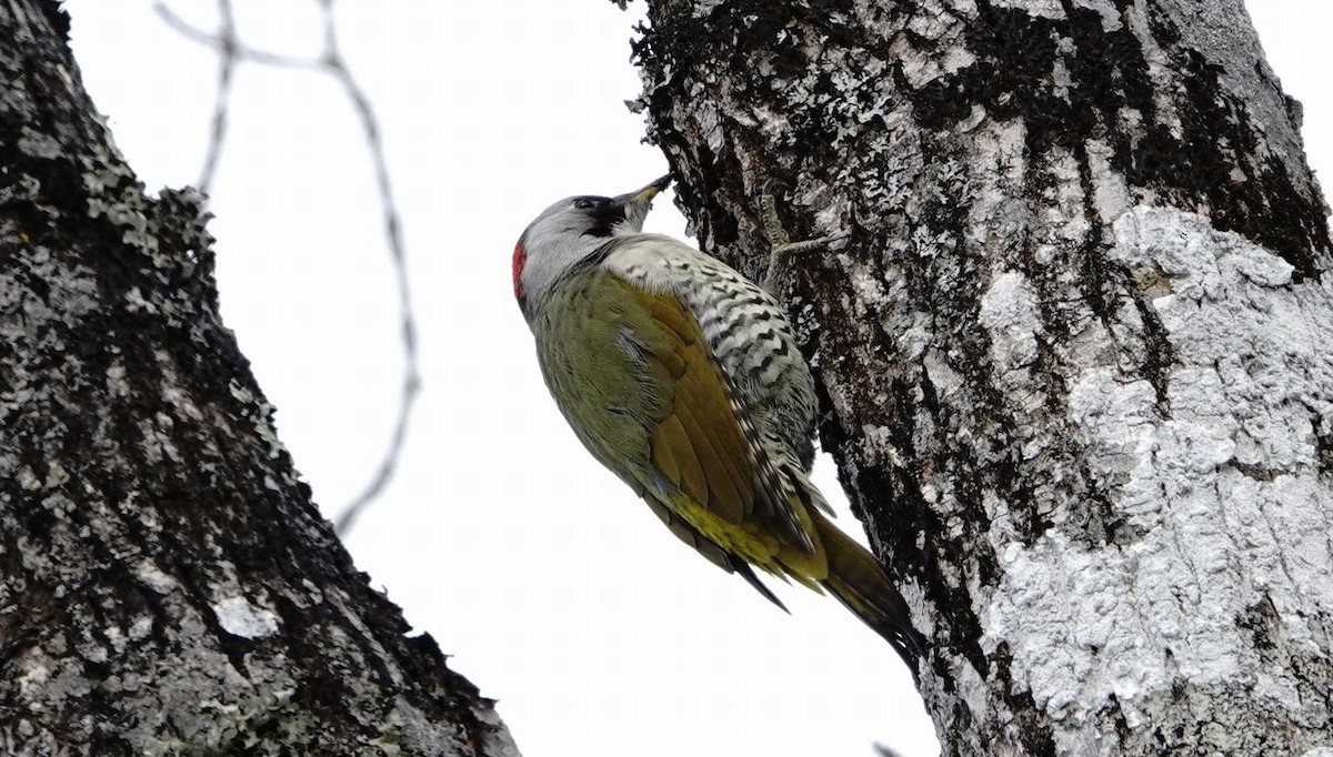 Japanese Woodpecker - ML499386331