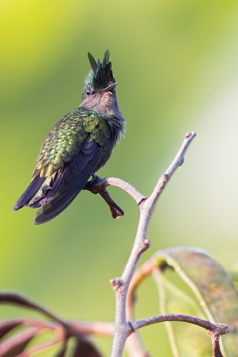 kolibřík chocholatý - ML499388731