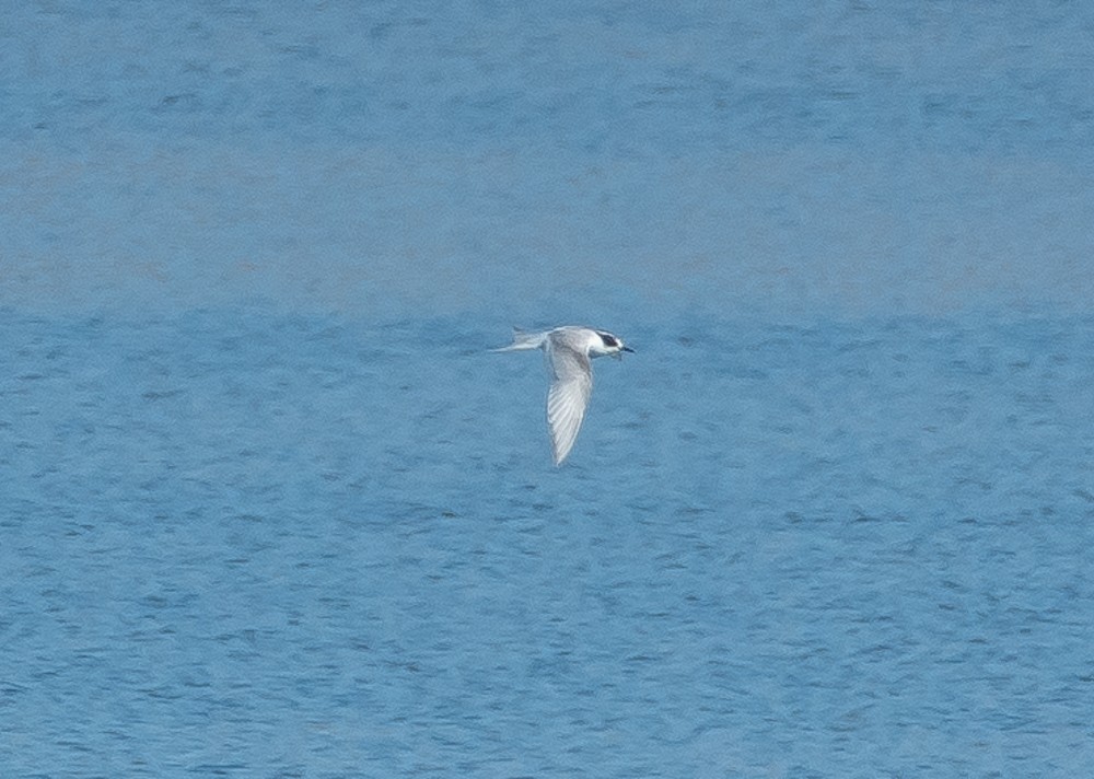 Arctic Tern - ML499390351