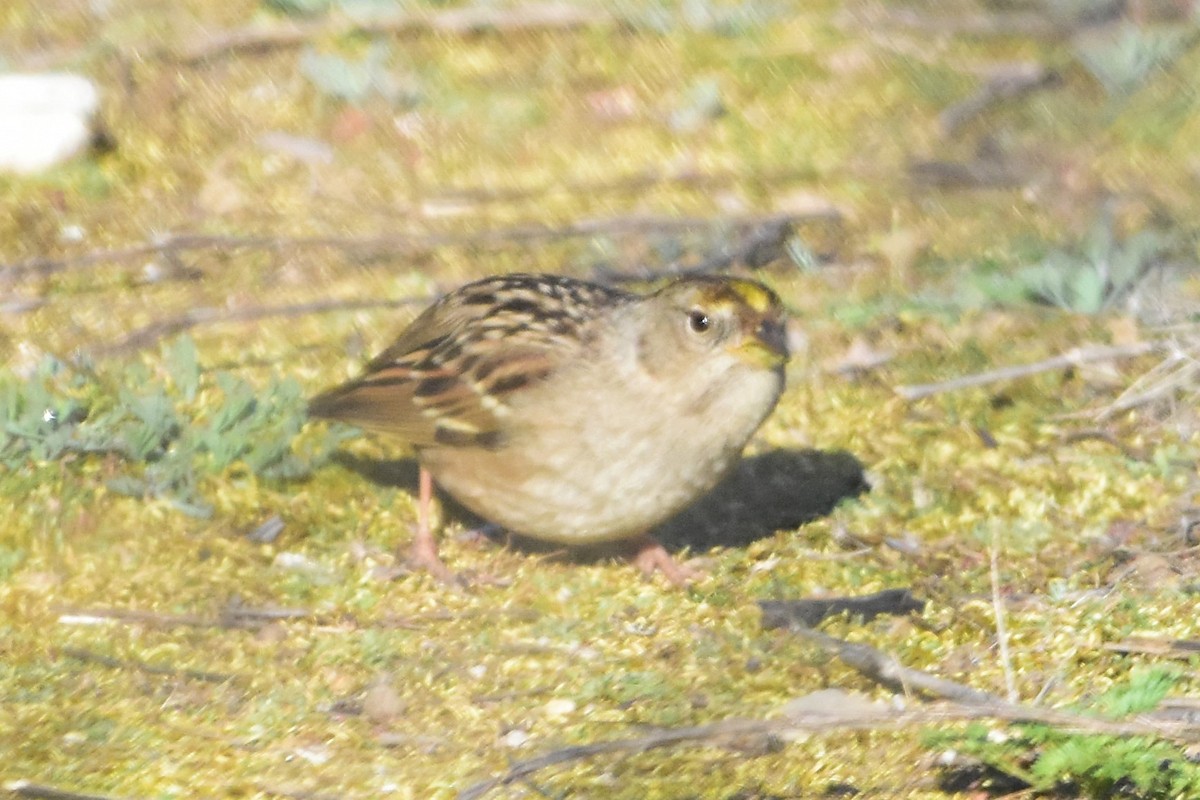 Golden-crowned Sparrow - ML499398721