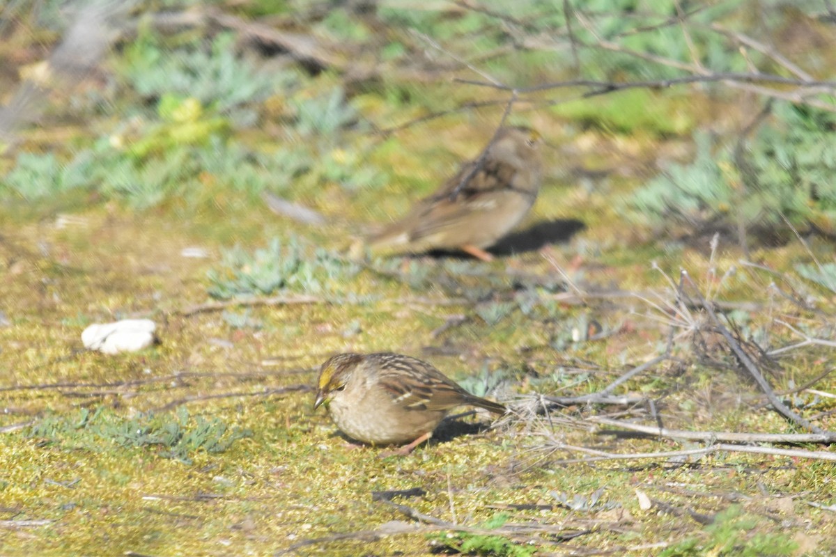 Golden-crowned Sparrow - ML499398881