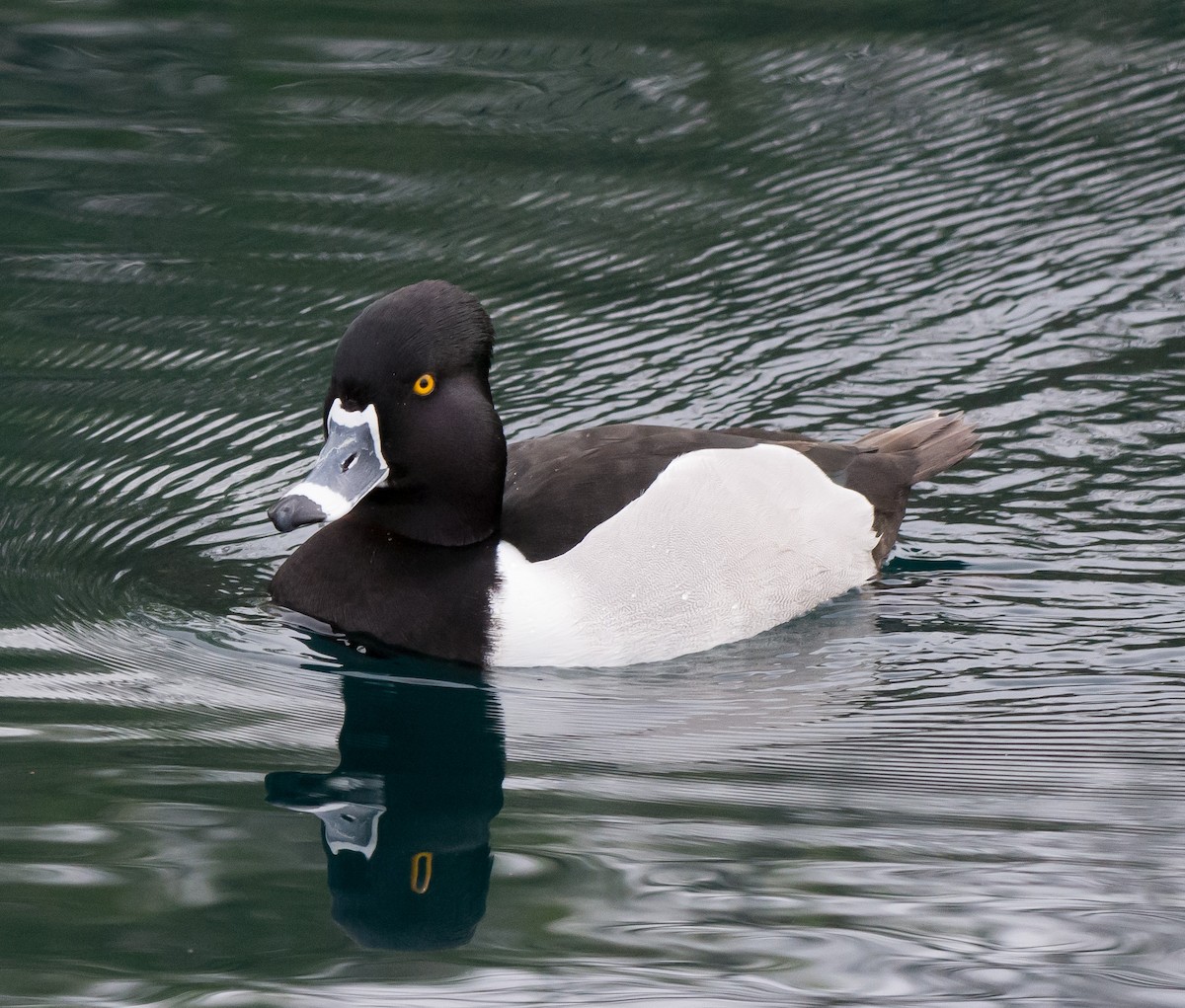 Ring-necked Duck - ML49940551