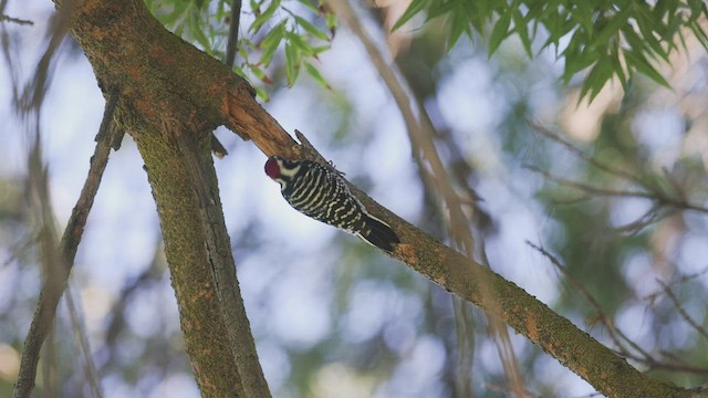 Nuttall's Woodpecker - ML499408251