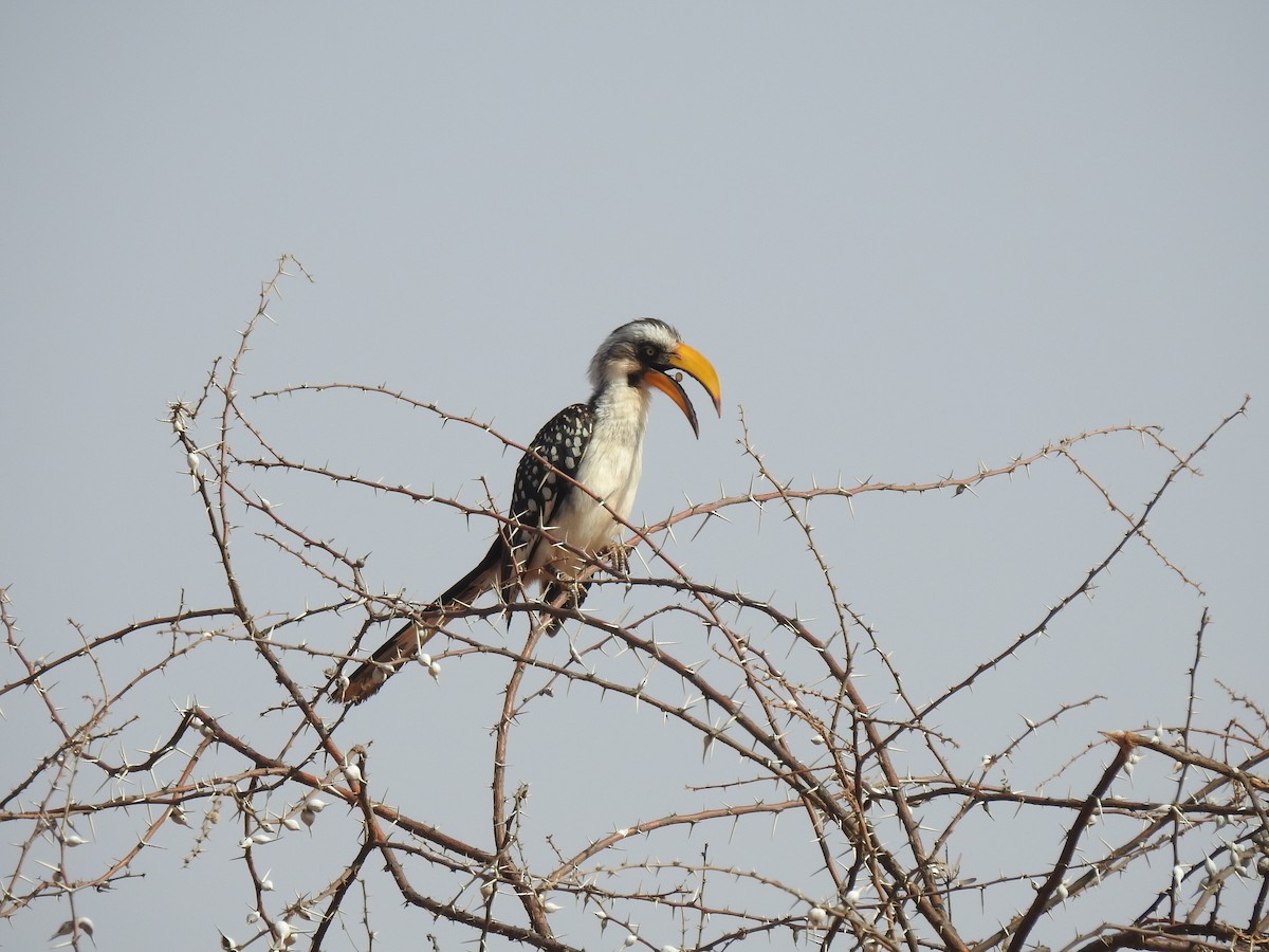 Eastern Yellow-billed Hornbill - Abdulhakim Abdi