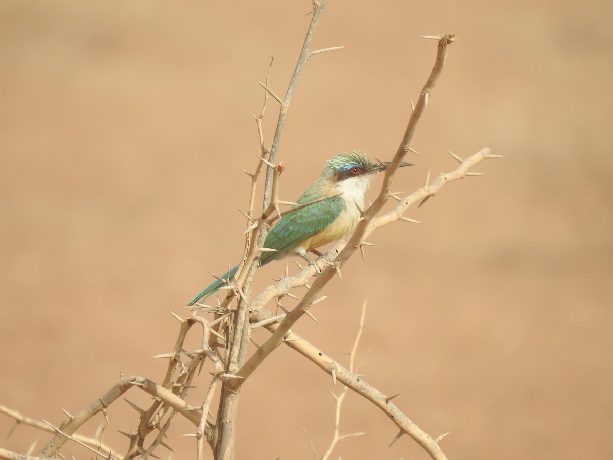 Somali Bee-eater - ML499417551