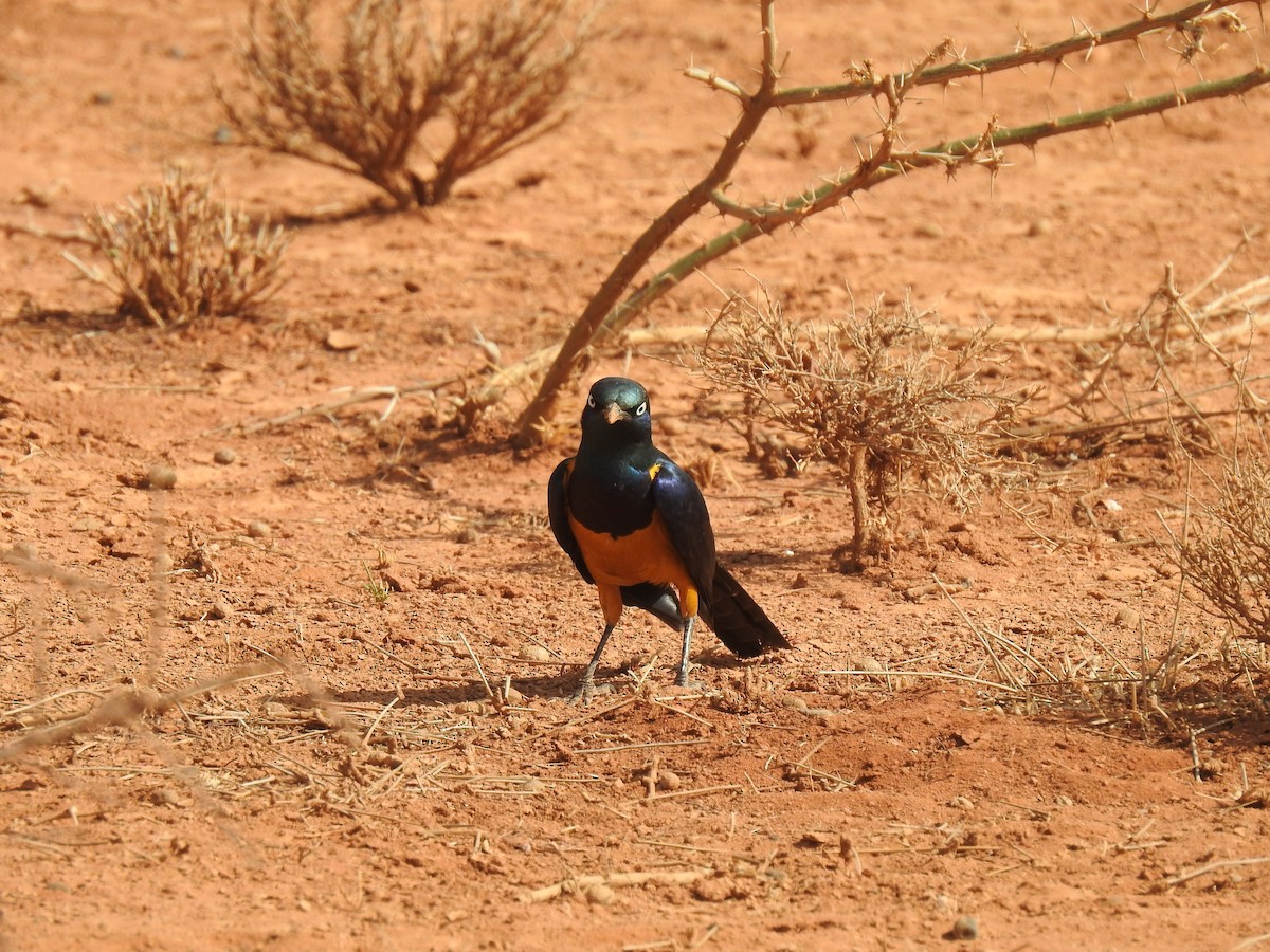 Golden-breasted Starling - ML499417921