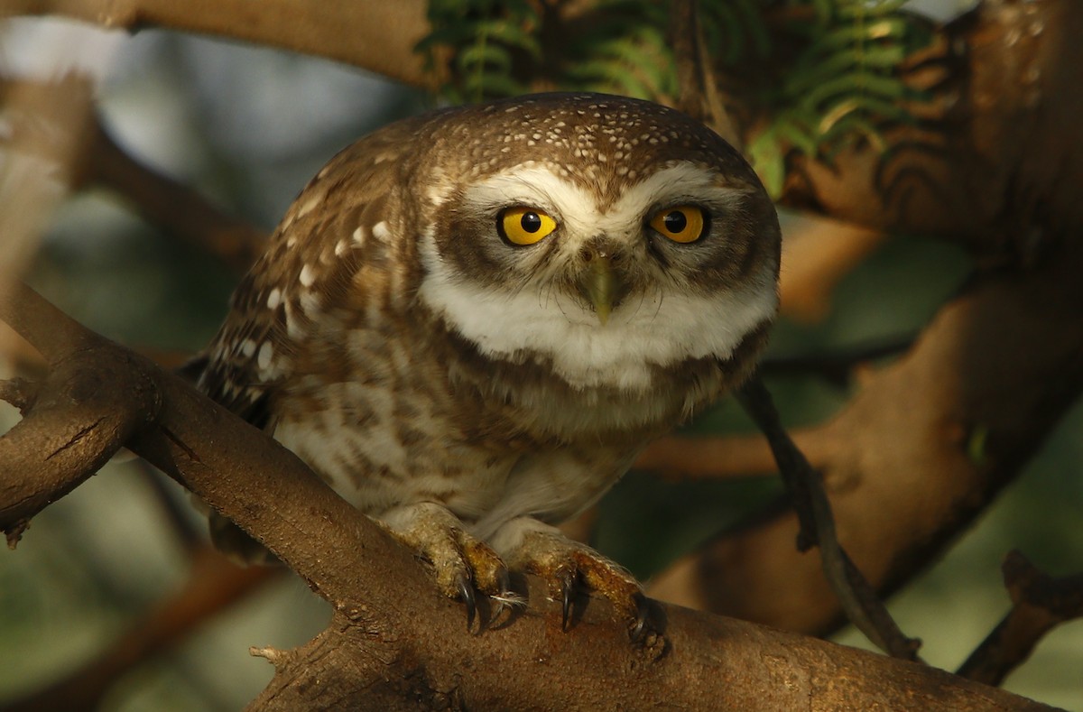 Spotted Owlet - ML499418441
