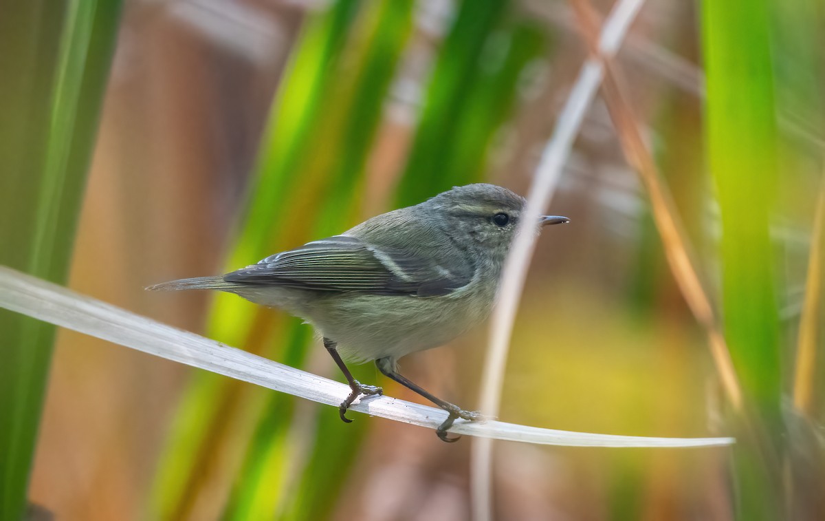 Hume's Warbler - ML499418981
