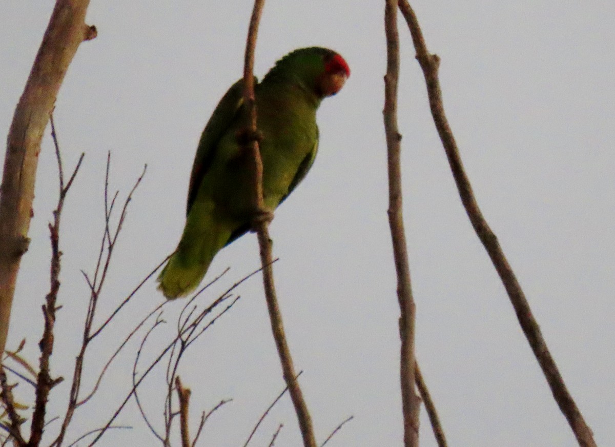 Red-crowned Parrot - Donna Bray
