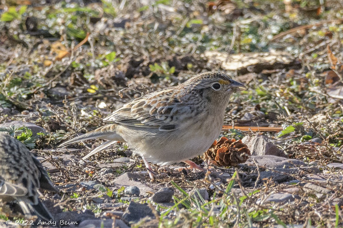 Grasshopper Sparrow - ML499422071