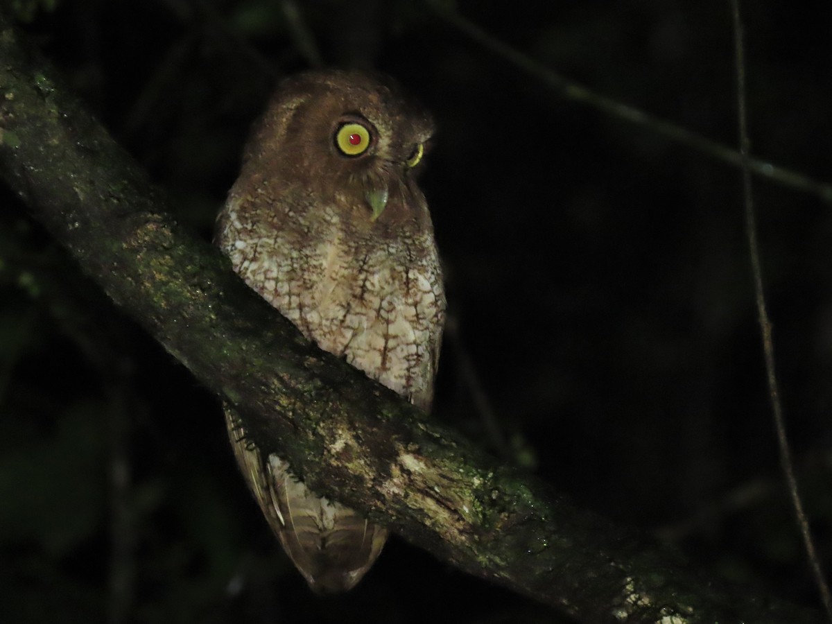 Foothill Screech-Owl (Roraima) - ML499422971