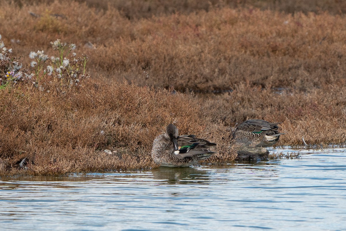 Green-winged Teal - ML499428181