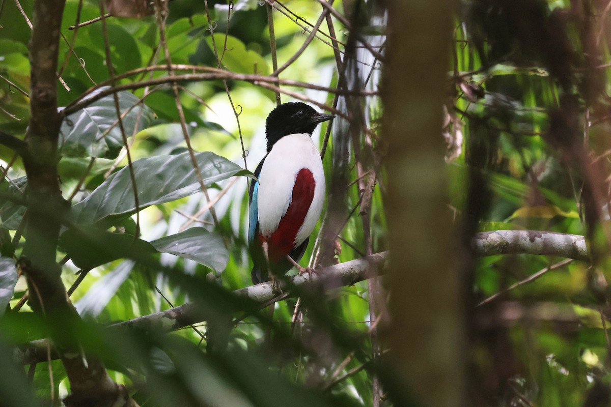 Ivory-breasted Pitta (Ivory-breasted) - ML499428401