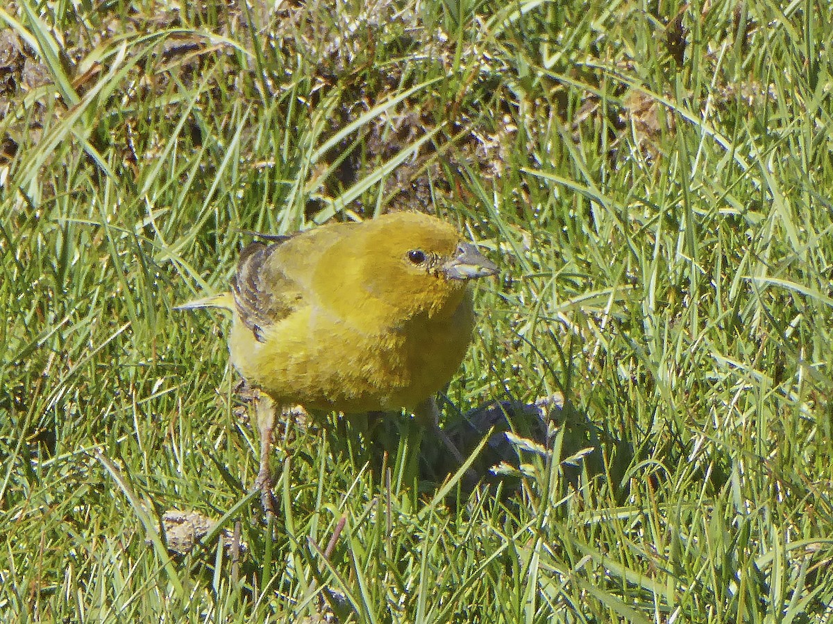 Greater Yellow-Finch - ML499432201