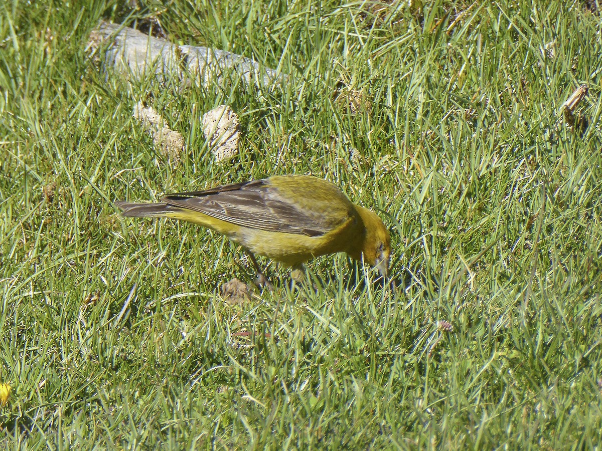 Greater Yellow-Finch - ML499432211