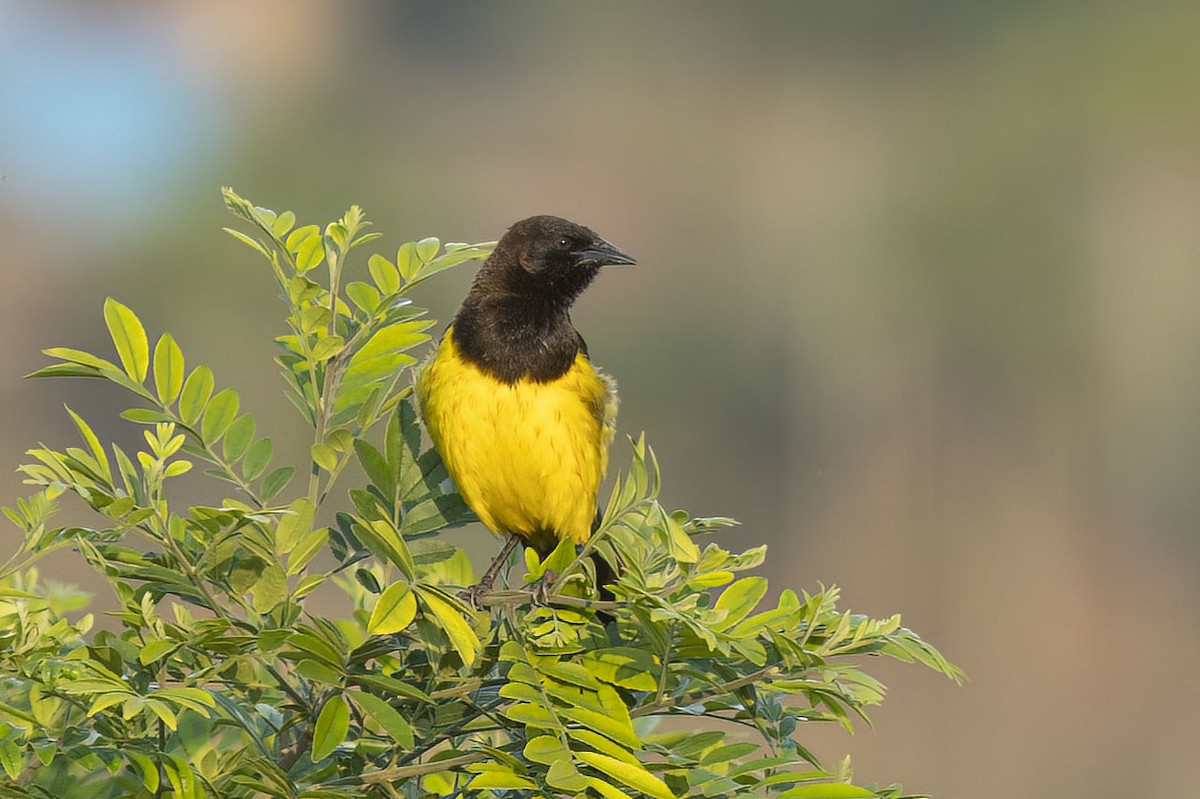 Yellow-rumped Marshbird - ML499432411