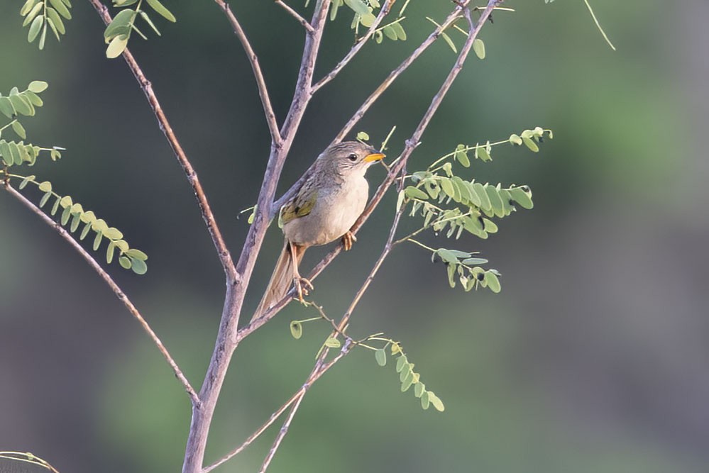 Wedge-tailed Grass-Finch - ML499432531