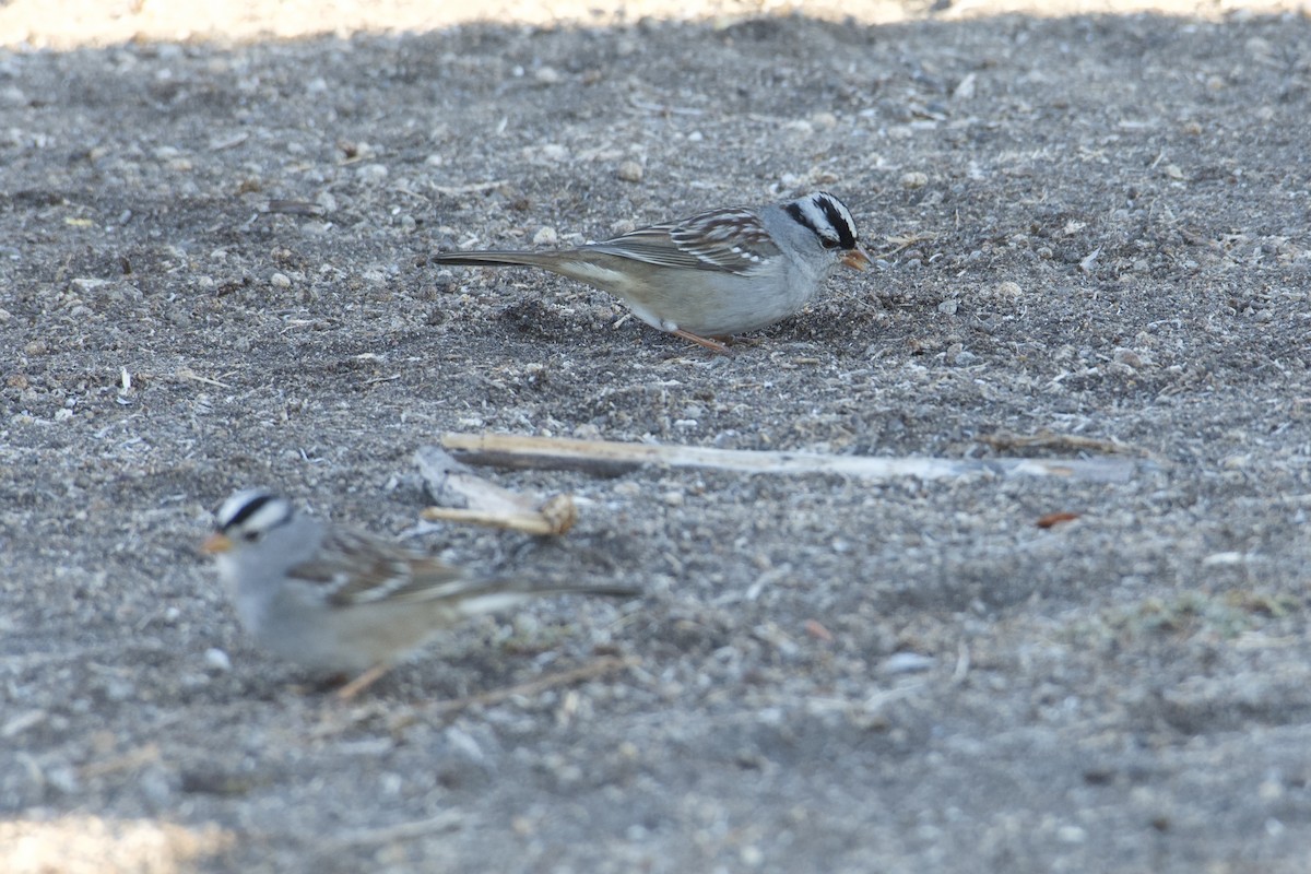 White-crowned Sparrow (Dark-lored) - ML499433151