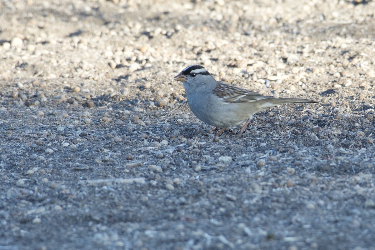 White-crowned Sparrow (Dark-lored) - ML499433271