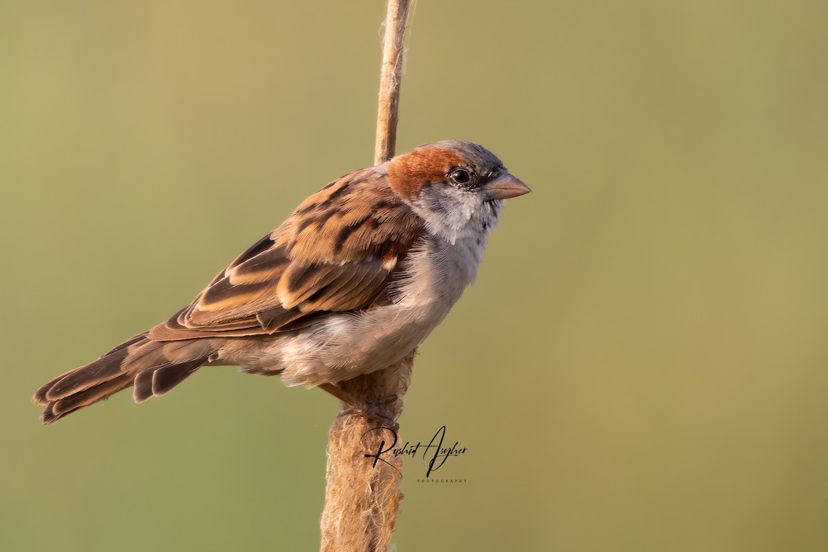 Sind Sparrow - Rashid Asgher