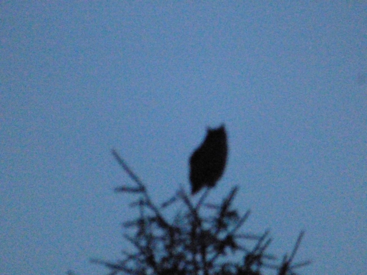 Great Horned Owl - ML49944361