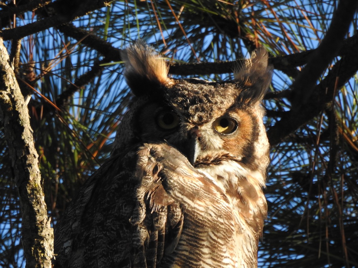 Great Horned Owl - ML499443621