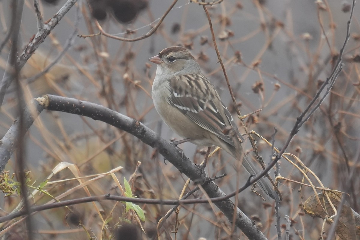 White-crowned Sparrow - ML499444171