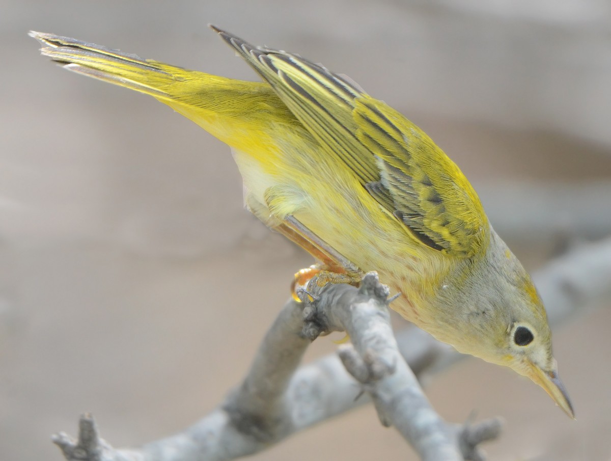 Yellow Warbler (Golden) - ML49944621