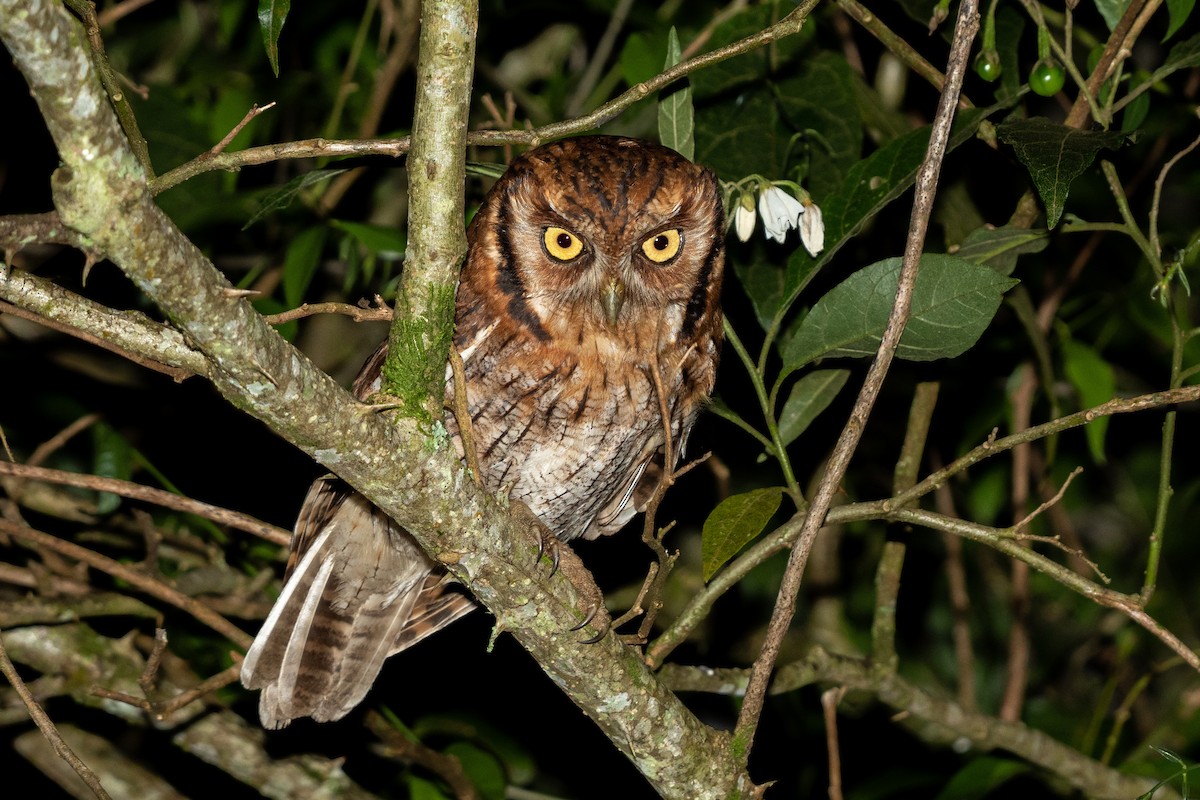 Tropical Screech-Owl - ML499447231