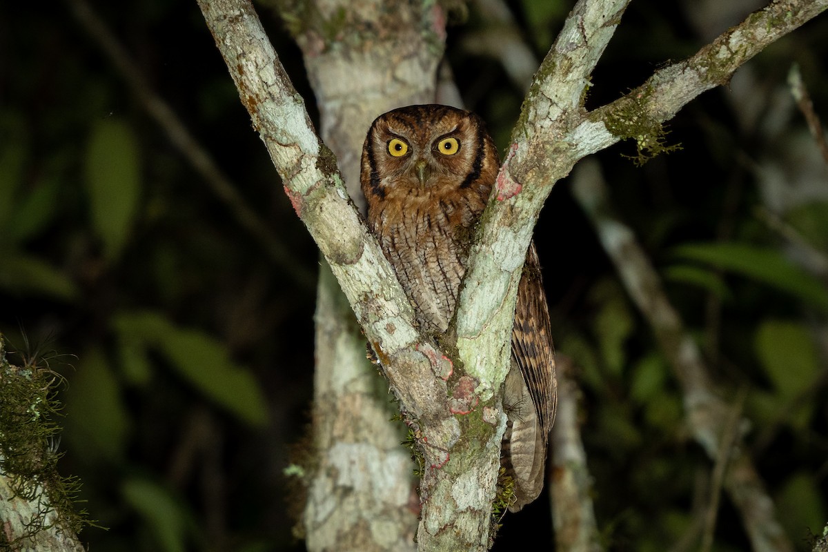 Tropical Screech-Owl - ML499447271