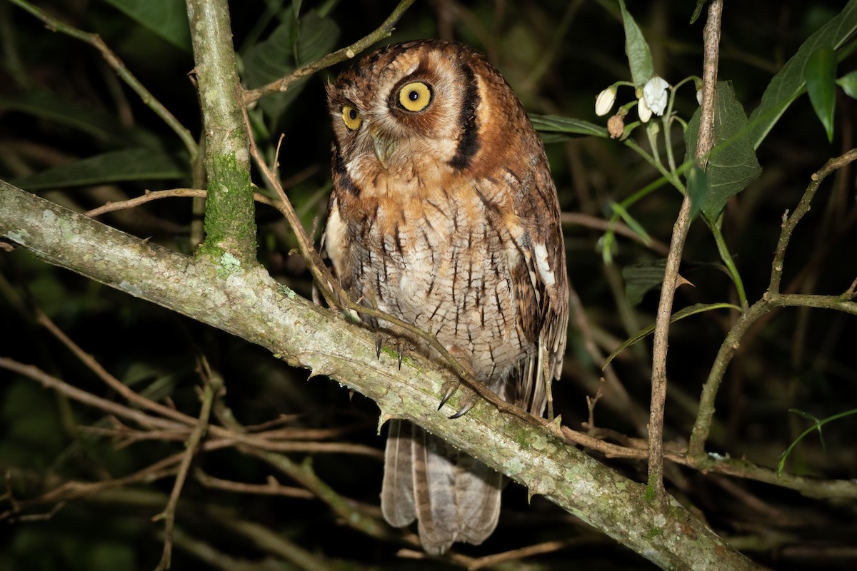 Tropical Screech-Owl - ML499447281
