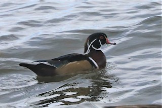 Wood Duck, ML499448311