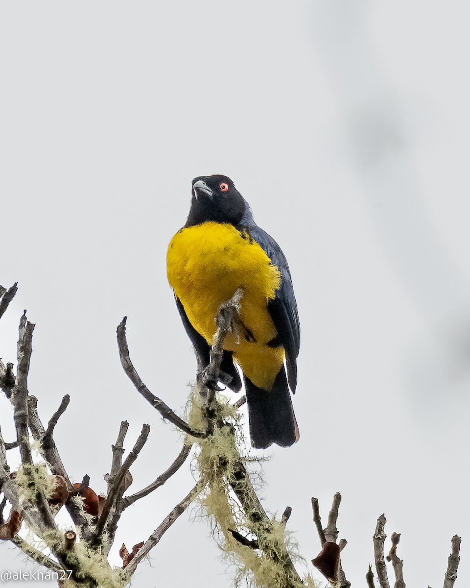 Hooded Mountain Tanager - ML499450701
