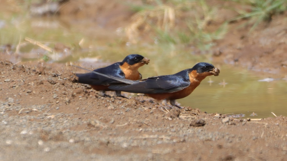 Rufous-chested Swallow - Bez Bezuidenhout