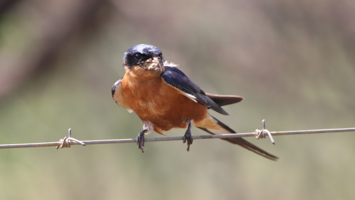 Rufous-chested Swallow - ML499464101