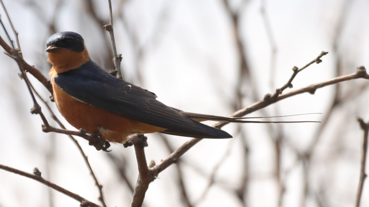 Rufous-chested Swallow - ML499464131
