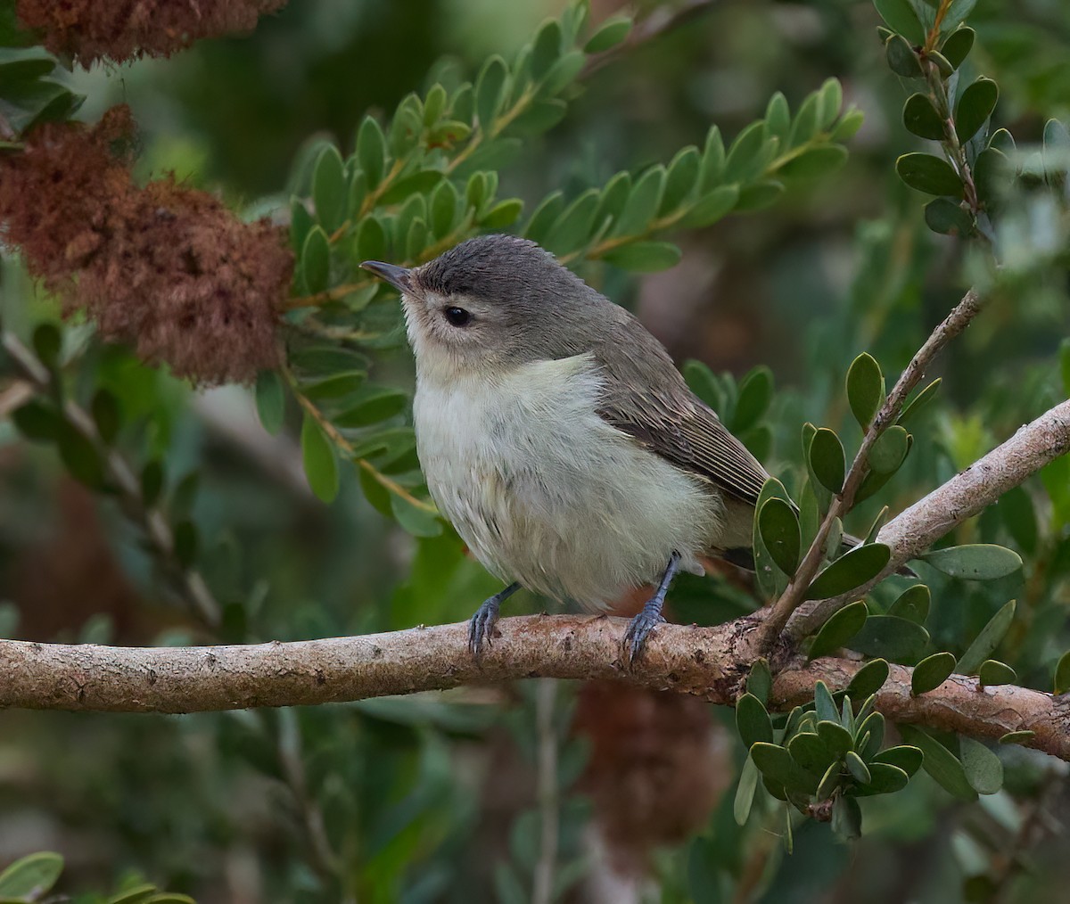 eBird Checklist - 31 Oct 2022 - Palo Alto Regional Water Quality ...