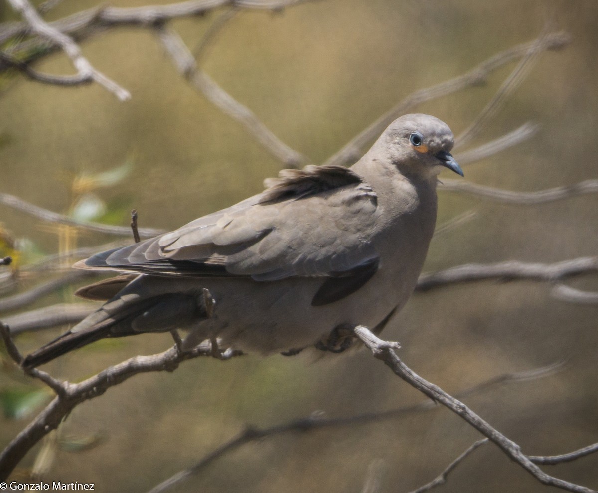 Black-winged Ground Dove - ML499467991