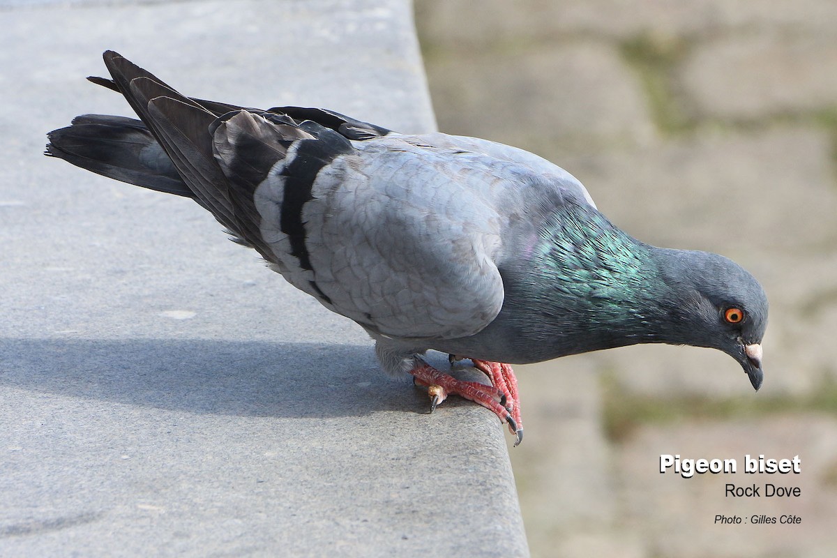 Rock Pigeon (Feral Pigeon) - ML499472771