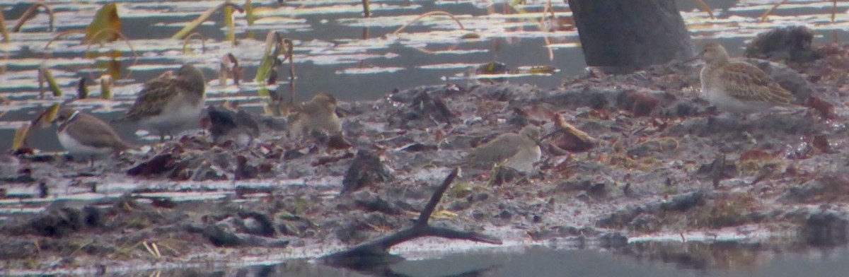 Semipalmated Plover - ML499475861