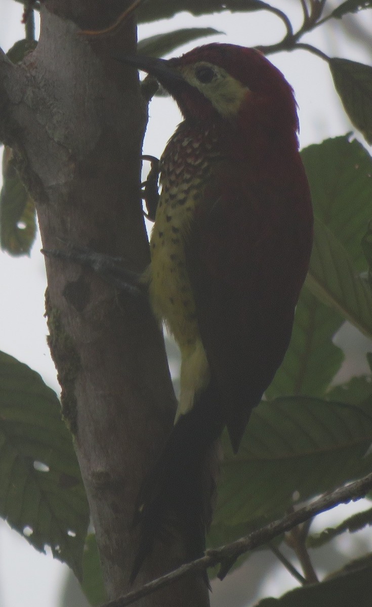 Crimson-mantled Woodpecker - Peter Colasanti